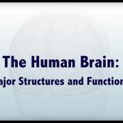 The Human Brain: Major Structures and Functions