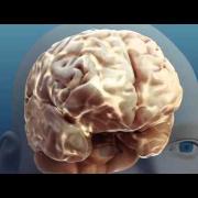 Alcohol and your Brain